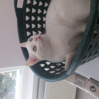 Van Kedisi, Kedi  Pamuk fotoğrafı