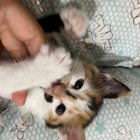 Tekir Kedi, Kedi  Kedi fotoğrafı