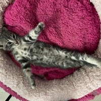 Tekir Kedi, Kedi  badem fotoğrafı