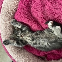 Tekir Kedi, Kedi  badem fotoğrafı