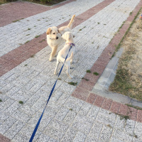 Labrador Retriever, Köpek  Arwen fotoğrafı
