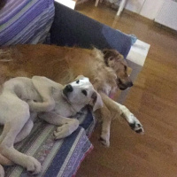 Labrador Retriever, Köpek  Arwen fotoğrafı