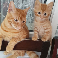 Tekir Kedi, Kedi  Gunes fotoğrafı