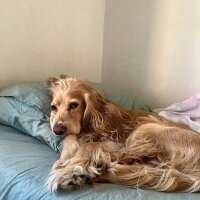 Amerikan Cocker Spaniel, Köpek  Bal fotoğrafı