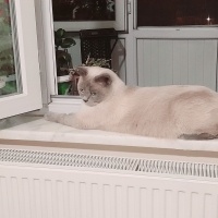 British Shorthair, Kedi  Duman fotoğrafı