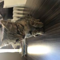 Tekir Kedi, Kedi  tiger fotoğrafı