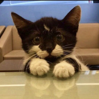 Tekir Kedi, Kedi  tiger fotoğrafı