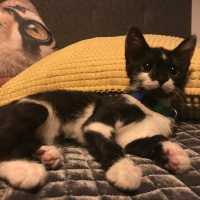 Tekir Kedi, Kedi  tiger fotoğrafı