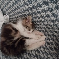 Norwegian Forest, Kedi  Karaca fotoğrafı