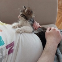 Norwegian Forest, Kedi  Karaca fotoğrafı
