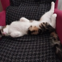 Norwegian Forest, Kedi  Karaca fotoğrafı
