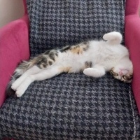 Norwegian Forest, Kedi  Karaca fotoğrafı