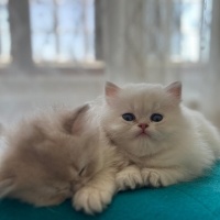 British Longhair, Kedi  bulut fotoğrafı