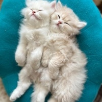 British Longhair, Kedi  bulut fotoğrafı