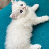 British Longhair, Kedi  bulut fotoğrafı
