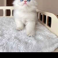 British Longhair, Kedi  bulut fotoğrafı