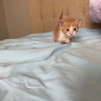 Tekir Kedi, Kedi  Adı yok fotoğrafı