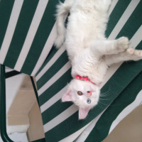 Van Kedisi, Kedi  Pamuk Şeker fotoğrafı