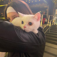 British Shorthair, Kedi  Beyaz fotoğrafı