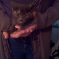 Tekir Kedi, Kedi  Duman fotoğrafı