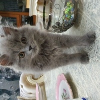 British Longhair, Kedi  Pars fotoğrafı