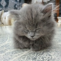 British Longhair, Kedi  Pars fotoğrafı