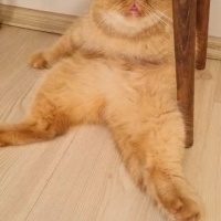 İran Kedisi (Persian), Kedi  TOFY fotoğrafı