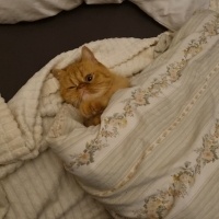 İran Kedisi (Persian), Kedi  TOFY fotoğrafı