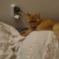 İran Kedisi (Persian), Kedi  TOFY fotoğrafı