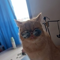 İran Kedisi (Persian), Kedi  TOFY fotoğrafı