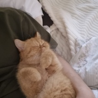 İran Kedisi (Persian), Kedi  TOFY fotoğrafı