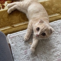 Scottish Fold, Kedi  Luca fotoğrafı