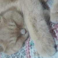 Scottish Fold, Kedi  Karamel fotoğrafı