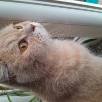 Scottish Fold, Kedi  Karamel fotoğrafı