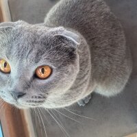 Scottish Fold, Kedi  Duman fotoğrafı