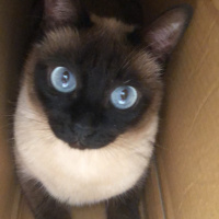 Siyam Kedisi, Kedi  sun fotoğrafı