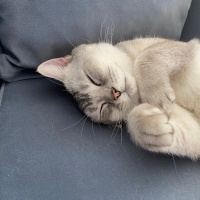 British Shorthair, Kedi  Oscar fotoğrafı