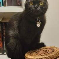 Scottish Fold, Kedi  Gece fotoğrafı