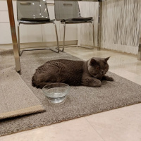 British Shorthair, Kedi  Chivas fotoğrafı