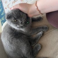 Scottish Fold, Kedi  GÜMÜŞ fotoğrafı