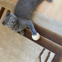 Scottish Fold, Kedi  GÜMÜŞ fotoğrafı