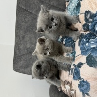 British Shorthair, Kedi  Kedi fotoğrafı