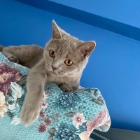 British Shorthair, Kedi  Aslan fotoğrafı