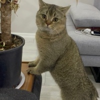 British Shorthair, Kedi  Kaju fotoğrafı
