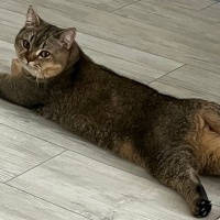 British Shorthair, Kedi  Kaju fotoğrafı