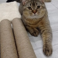 British Shorthair, Kedi  Kaju fotoğrafı