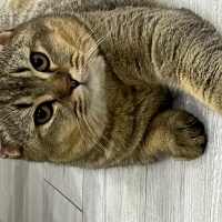 British Shorthair, Kedi  Kaju fotoğrafı