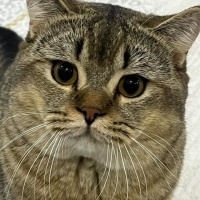 British Shorthair, Kedi  Kaju fotoğrafı