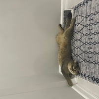 British Shorthair, Kedi  Kaju fotoğrafı