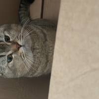 British Shorthair, Kedi  Kaju fotoğrafı